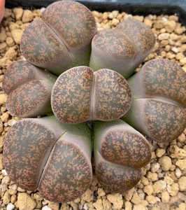 生石花  多肉  满68包邮  紫薰 7头紫薰群生 超级大又