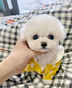 小体比熊幼犬  ,两个月左右大,弟弟妹妹都有,已经在吃狗粮了