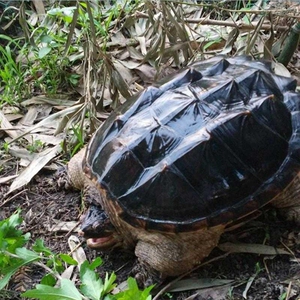 爆刺佛鳄小鳄龟苗便宜活物大乌龟食用鳄鱼龟幼苗活草龟巴西0人付款46