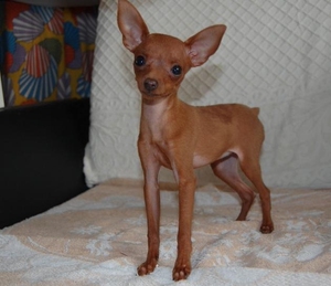 小鹿犬纯种幼崽黄色铁包金色小鹿狗迷你笃宾犬迷你杜宾小鹿宠物狗