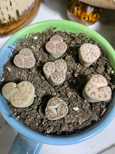 生石花多肉奔驰