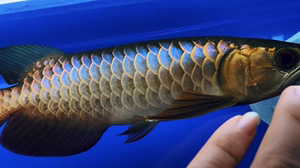 七彩过背金龙鱼