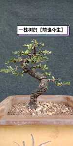 老鹰刺～掌上盆景,茶台小品【铁马鞭科生长最缓慢,叶片最小的就