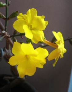 福禄迎春三年苗,花大可达4公分,花瓣多,花密,花期长可达两个