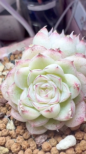 据说都在找的神仙白体细边线女王多肉 整理了一些不同时期的图片