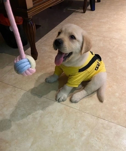 纯种拉布拉多幼犬 短毛小型犬活体宠物狗 公母 温馨提示