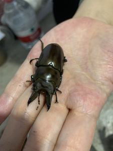 预定马场黄金鬼锹公虫小牙,399.00