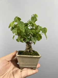 000人付款淘宝日本进口宫祥枫,一手拖小精品,喜欢随