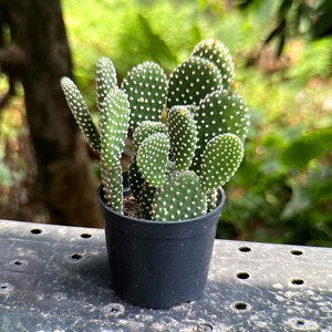 8带原盆带土发】天使白毛掌多肉植物仙人掌 办公室内防