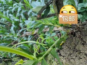 珍虫石斛花
