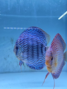 德国眼镜佬德松,德松七彩神仙鱼,正宗红底蓝纹松石,出这缸鱼的