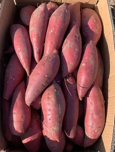 广东湛江红西瓜蜜薯