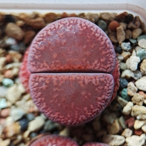 红宝石日轮生石花