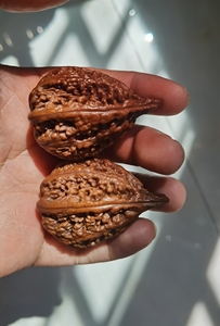 文玩核桃秋子极品