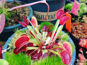 白化捕蝇草 g16捕蝇草 实物图