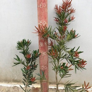 四季红罗汉松  基地直发 金丝红罗汉松  卷叶罗汉松  海岛