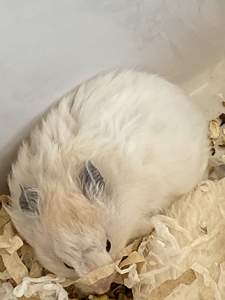 卷毛黄波利金丝熊妹妹,包子脸,性格乖巧不咬人,会使用尿沙,不