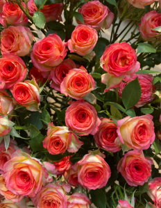 云南基地直发爱丽丝泡泡多头玫瑰鲜花鲜切花家居室内水养瓶插花