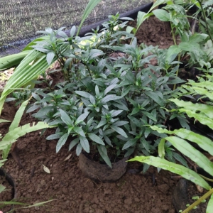 井栏边草 很好看的盆景盆栽