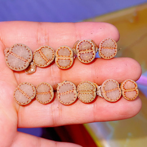 生石花饼干粉饼干编号c62饼干