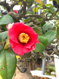 000人付款淘宝日本茶梅椿出云大社小品盆景      茶梅花期11月至翌年3