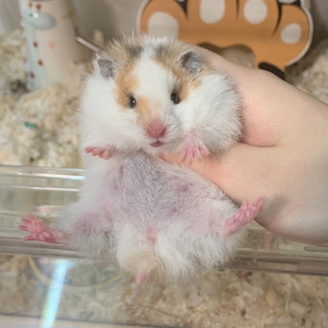 金丝熊直毛火眼线mm