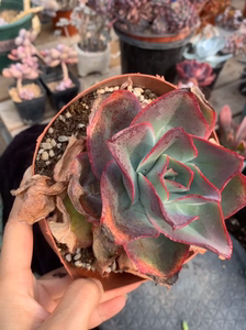钢叶莲老桩