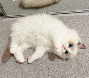 纯白布偶猫找新家 !