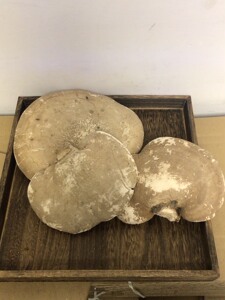 长白山白灵芝,白桦树灵芝,品相很好,采了几斤,是足年的老货