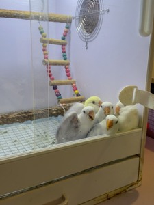 牡丹鹦鹉，已验卡，目前还剩日本桃母1只，蓝伊莎1公2母，紫伊