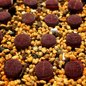 生石花酒红紫薰