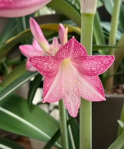 原生白肋朱顶红