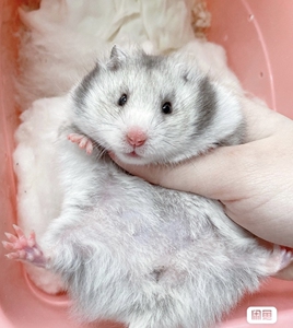 (10元一只仓鼠)家养仓鼠宠物小仓鼠活物紫仓银狐布丁情侣幼崽