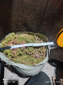 15块包邮一大袋地衣苔藓水苔，乌龟做窝铺兰盆花盆盆面用，鲜花