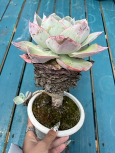 达芬奇密码多肉