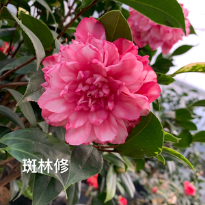 茶花斑丽修