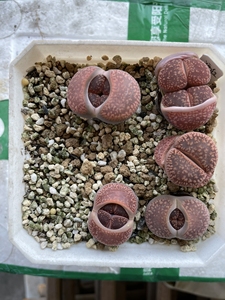 同款货源the_song_of_rain淘宝丝绒酒红日轮,多肉生石花,去年直播