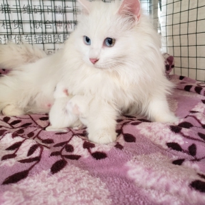 【vip家】中华狮猫山东狮子猫临清狮子猫幼崽预定