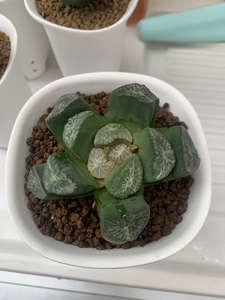 翠万象母本, 火之鸟万象母本 尺寸见图 盆口径12cm,非组