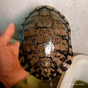 古巴  巴西龟  26甲龟 背甲464 1.7斤 188包邮