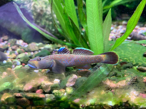 鱼虾虎鱼底栖息活体鱼溪吻虾虎鱼红腰红唇高帆褐吻蓝面tb133434216