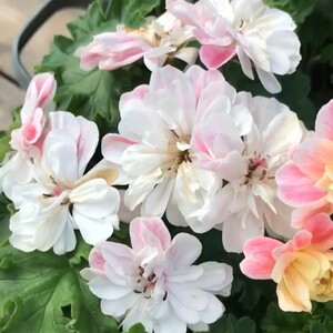 兽系天竺葵,马乔里