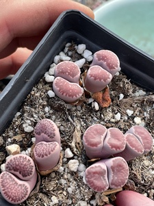 紫李夫人双头紫李