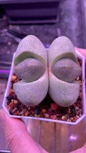 帝玉大元宝.多肉植物.多肉绿植.盆栽.番杏科迷你肉肉.红蒂玉