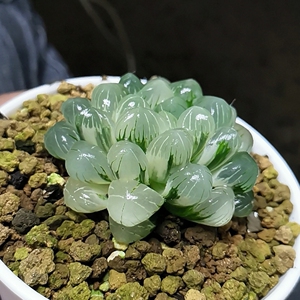 孙氏冰灯玉露锦母本