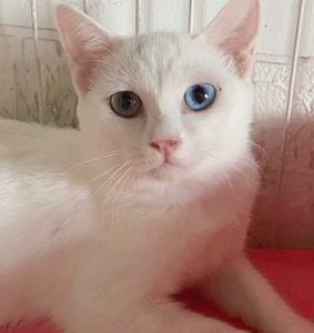 阴阳眼白猫母猫九个月,疫苗驱虫齐全有本,性格好,不打架咬人