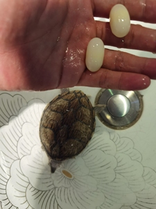 剃刀龟种母生蛋 尺寸10cm多一点 有一些不懂的人不信10加