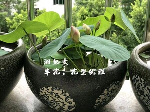 微型碗莲 湘妃女小苗 种藕