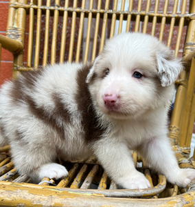 家养精品小边牧,满月了七白三通大围脖花色对称红陨石边境牧羊犬