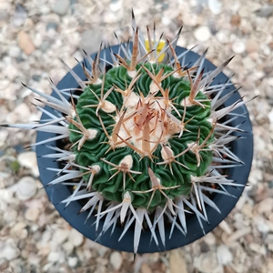 振武玉剑恋玉多棱球籽播实生一物一拍 仙籽播实生进口超大颗母本